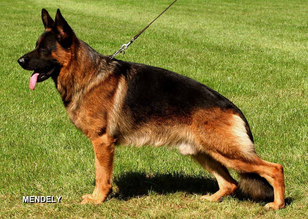 Kalli von der Werther-Mühle